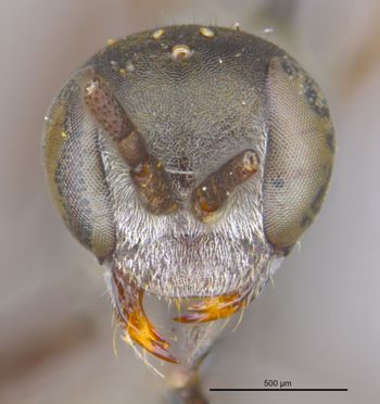 Media type: image;   Entomology 25908 Aspect: head frontal view